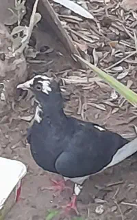 کفتر
