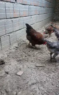 مرغ تخم گذار فروشی
