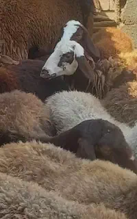 بره ماده و میش
