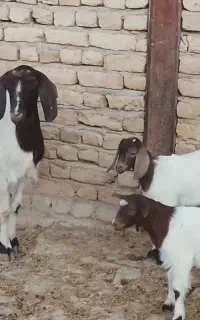 بز دو قلو
