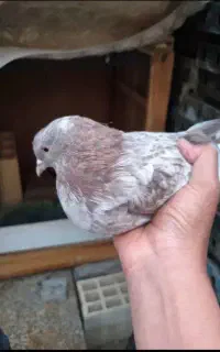 کبوتر ماده گرگ