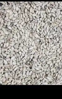 خریدار مغز تخمه هستم