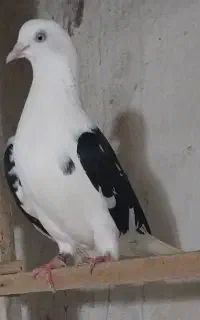 دوبالسیاه ماده