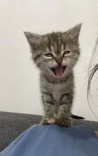 توله گربه