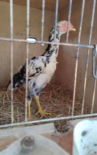 خروس لاری