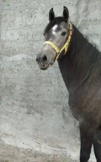 اسب مادیان کرد