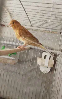 قناری جوجه