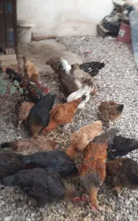فروش مرغ محلی تخمگذار