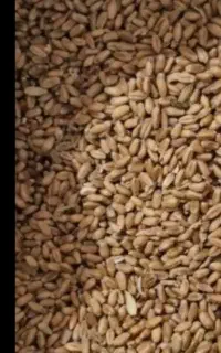 یه شریک یاکارگرماهیانه برای کاشتن تنباک  درخورموج
