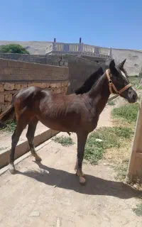 کره مادیون نوی سرور حیدری