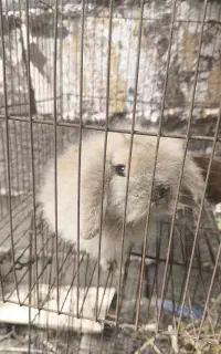 توله خرگوش لوپ