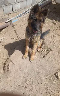 سگ ژرمن