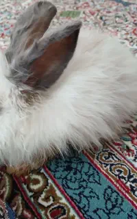 خرگوش لوپ