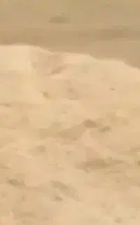 کاه گندم بسیار عالی