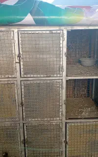 قفس جفت کن کبوترو پرنده