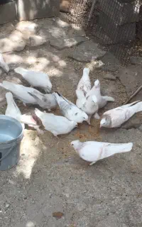 فروش یکجا کبوتر