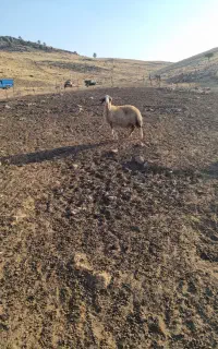 دوعدد گوسفند سنجابی اصیل