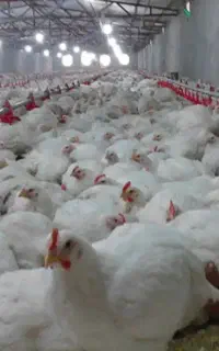 مامر مرغ زنده حراج کیلوی ۲۳۵ هزار