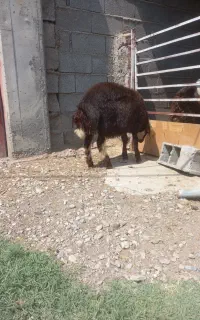 بره نر بروجردی
