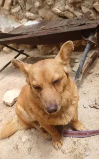 سگ کوچک و بامزه، باهوش و نگهبان عالی