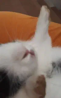 خرگوش