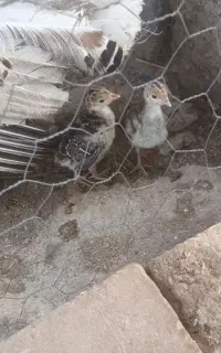 جوجه بوقلمون