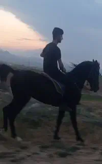 اسب