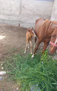 مادیون دره شور و کره