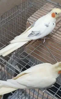اسباب بازی عروس هلندی نرو ماده با قفس