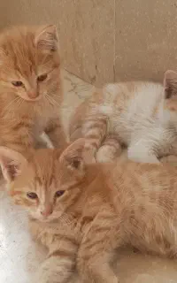 واگذاری ۳ گربه