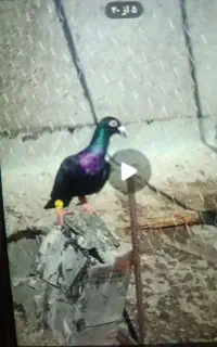 هفرنگ خطی