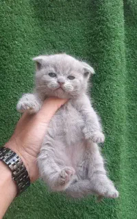 گربه ، اسکاتیش رنگ بلو و لیلاک