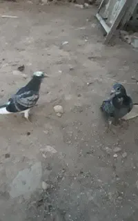 کبوتر