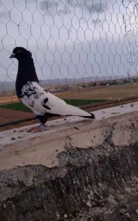 کفتر صید بوم بلند کله دم سیاه
