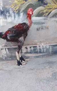 خروس لاری افغان