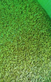 گندم بوجاری شده