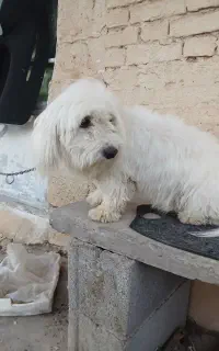 سگ پشمالو