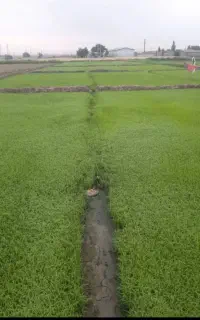 کندن بذر شالی