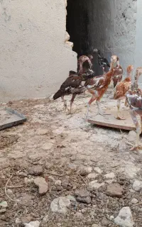 مرغ لاری