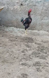 خروس لاری