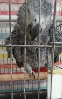 قفس کاسکو