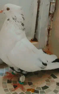 کبوتر دم سیاه