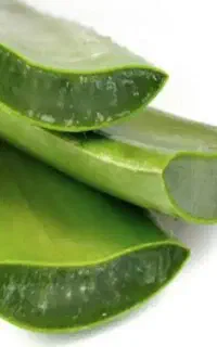 گل آلوئه ورا