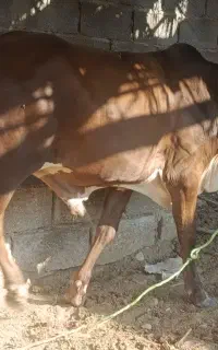 گوساله