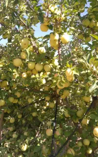 سیب میانه