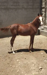 کره اسب ۱ ساله