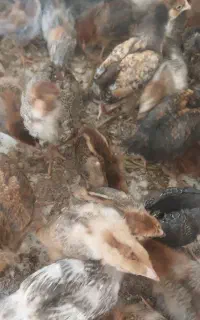 جوجه گلپایگانی