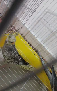 جفت عروس هلندی مولد