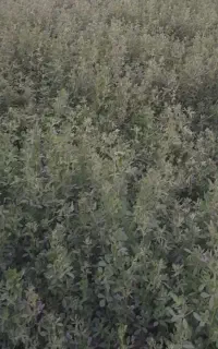 علوفه یونجه اول‌چین