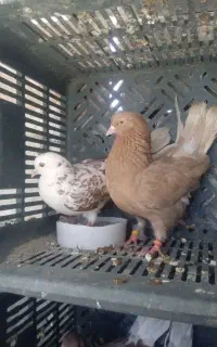 کبوتر